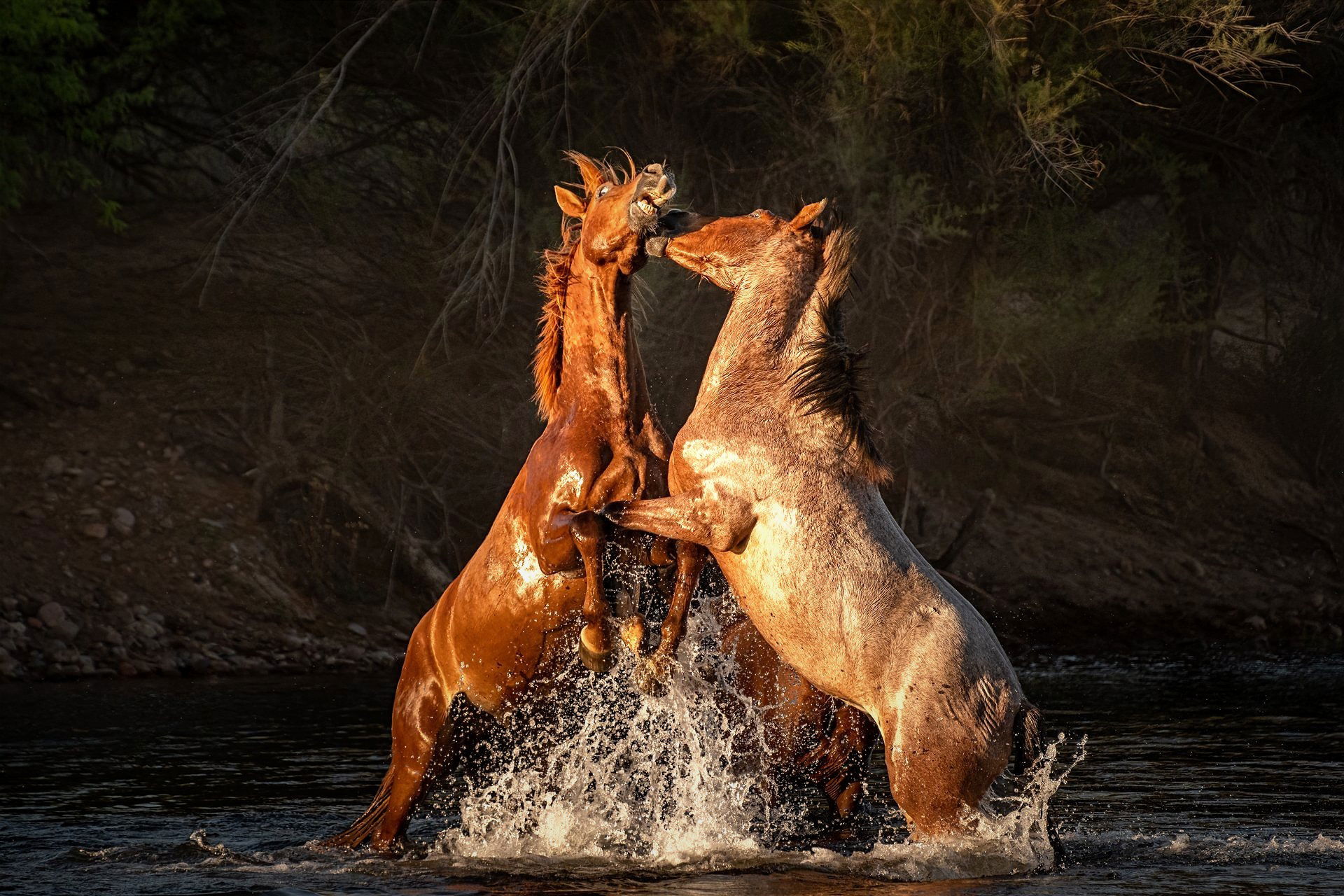 Sparring Stallions I