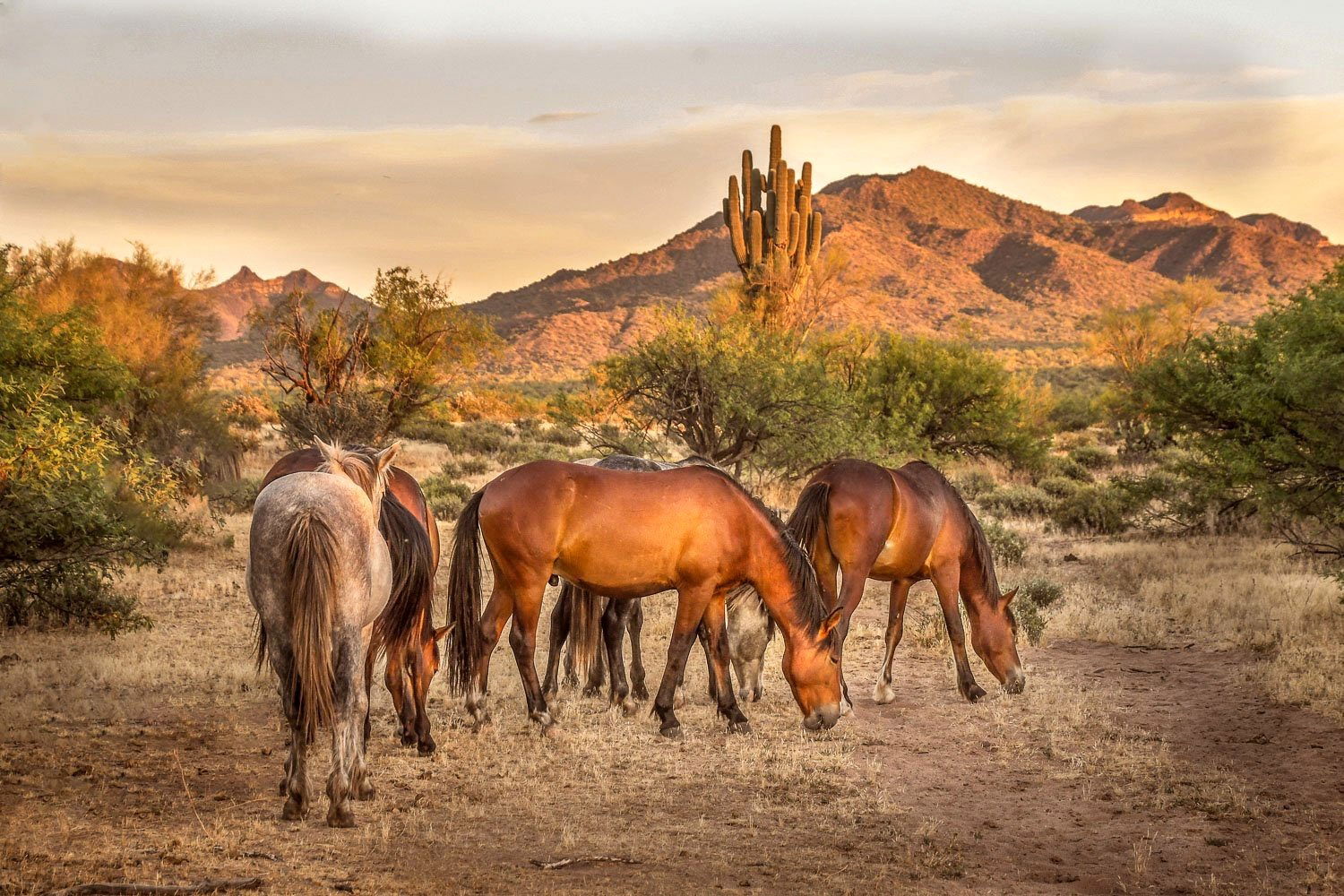 Sunset Over Salt River Horses