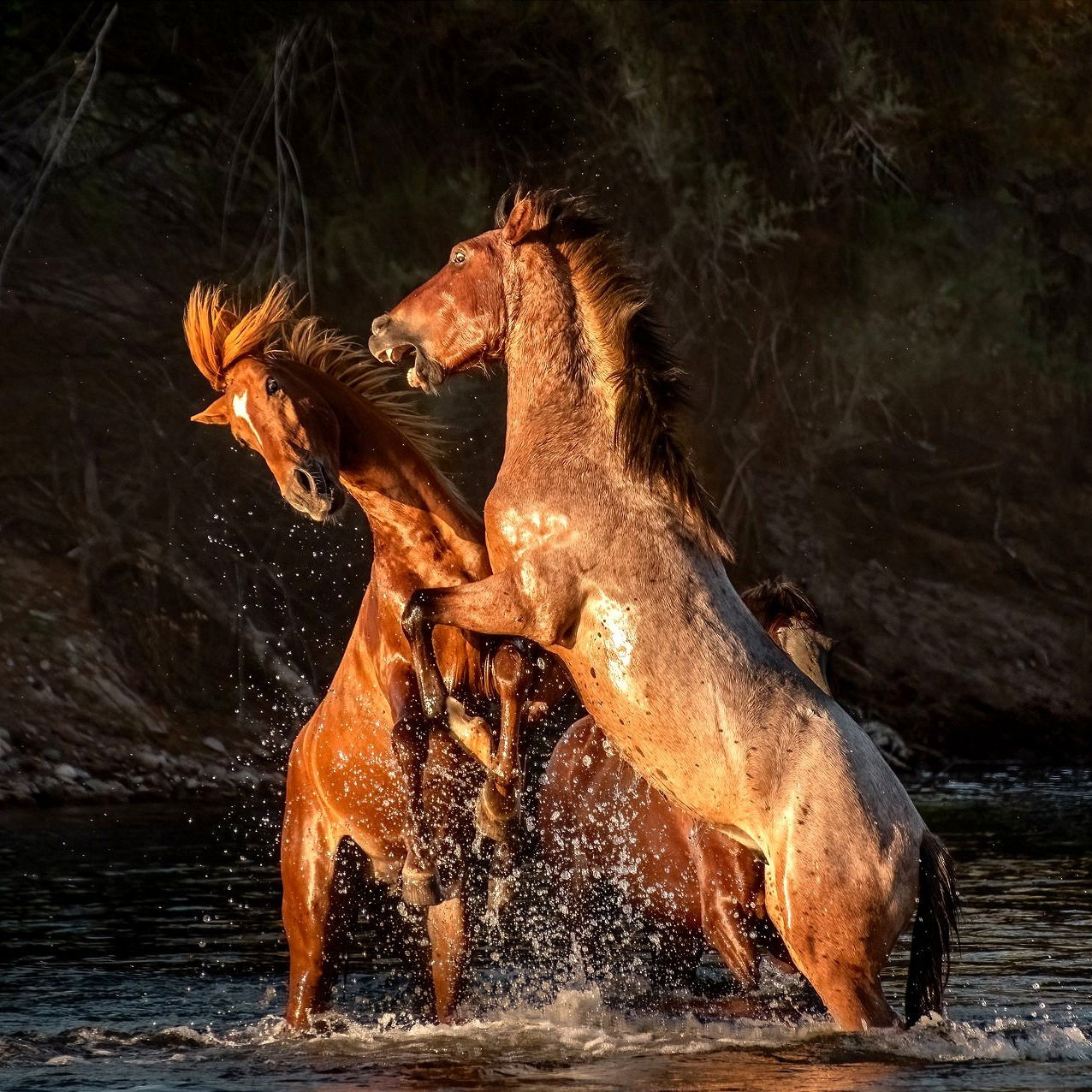 Sparring Stallions II