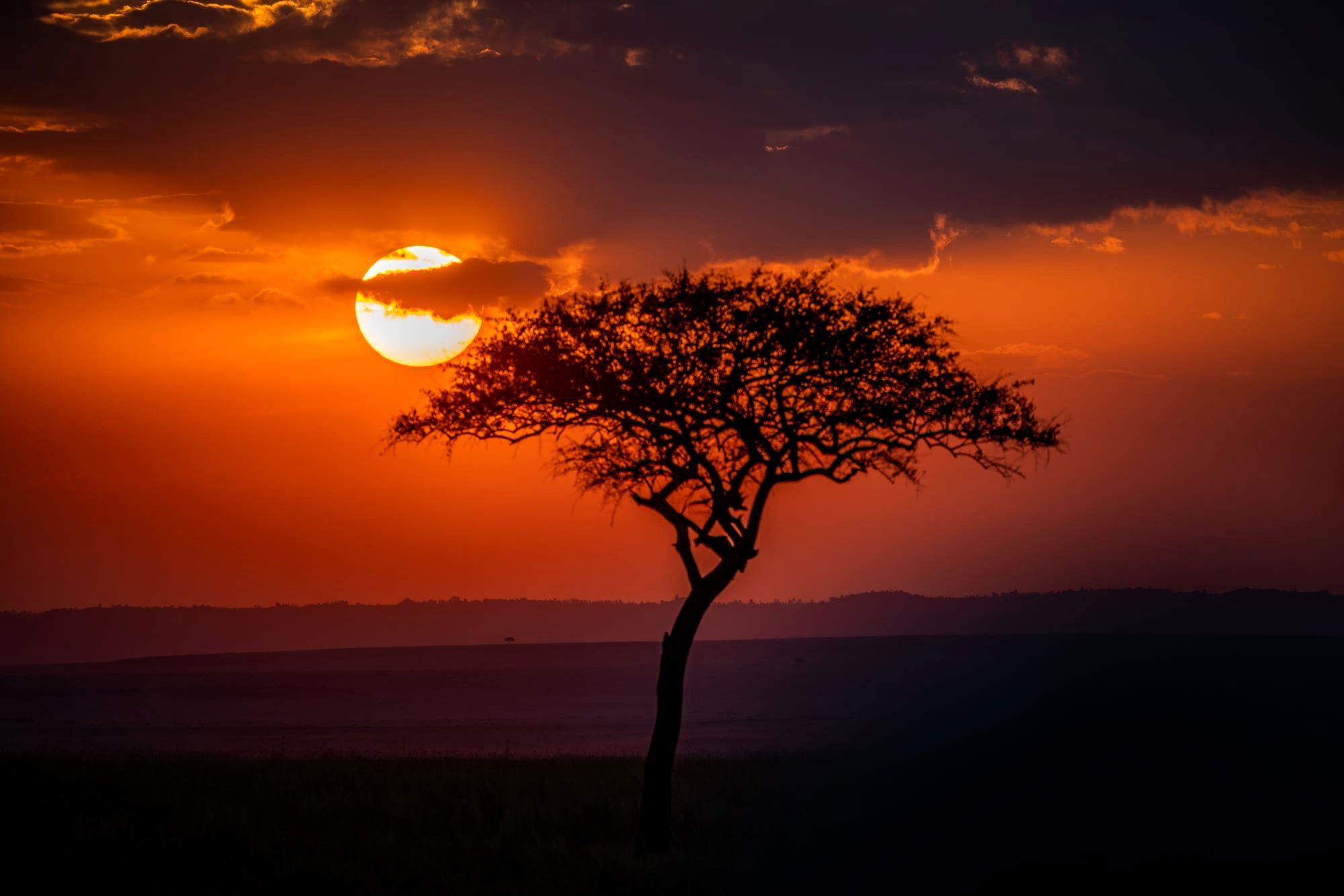 The Savannah at Sunset