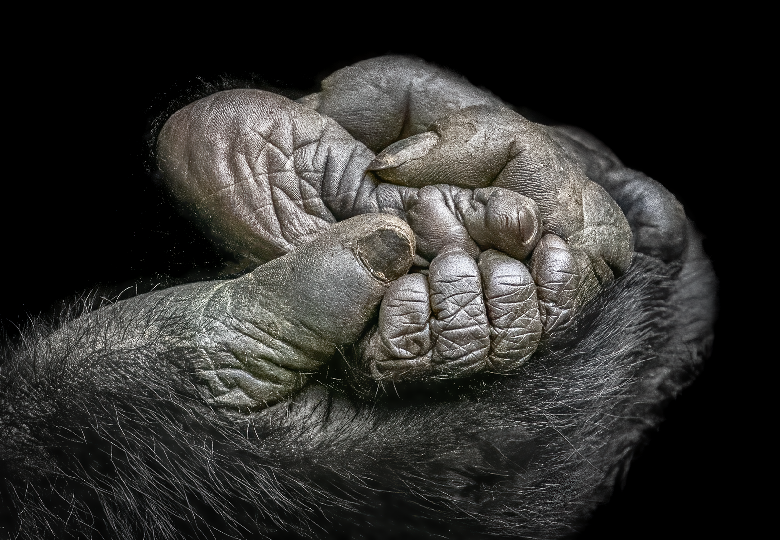 Gorilla Mama Holds Baby's Foot