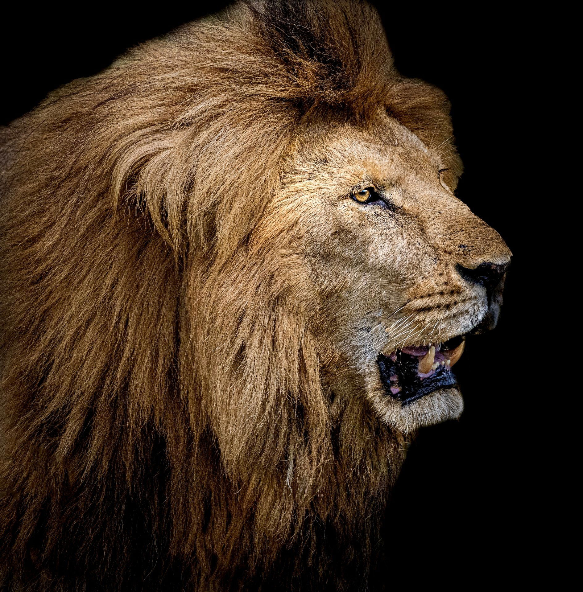 Lion Portrait