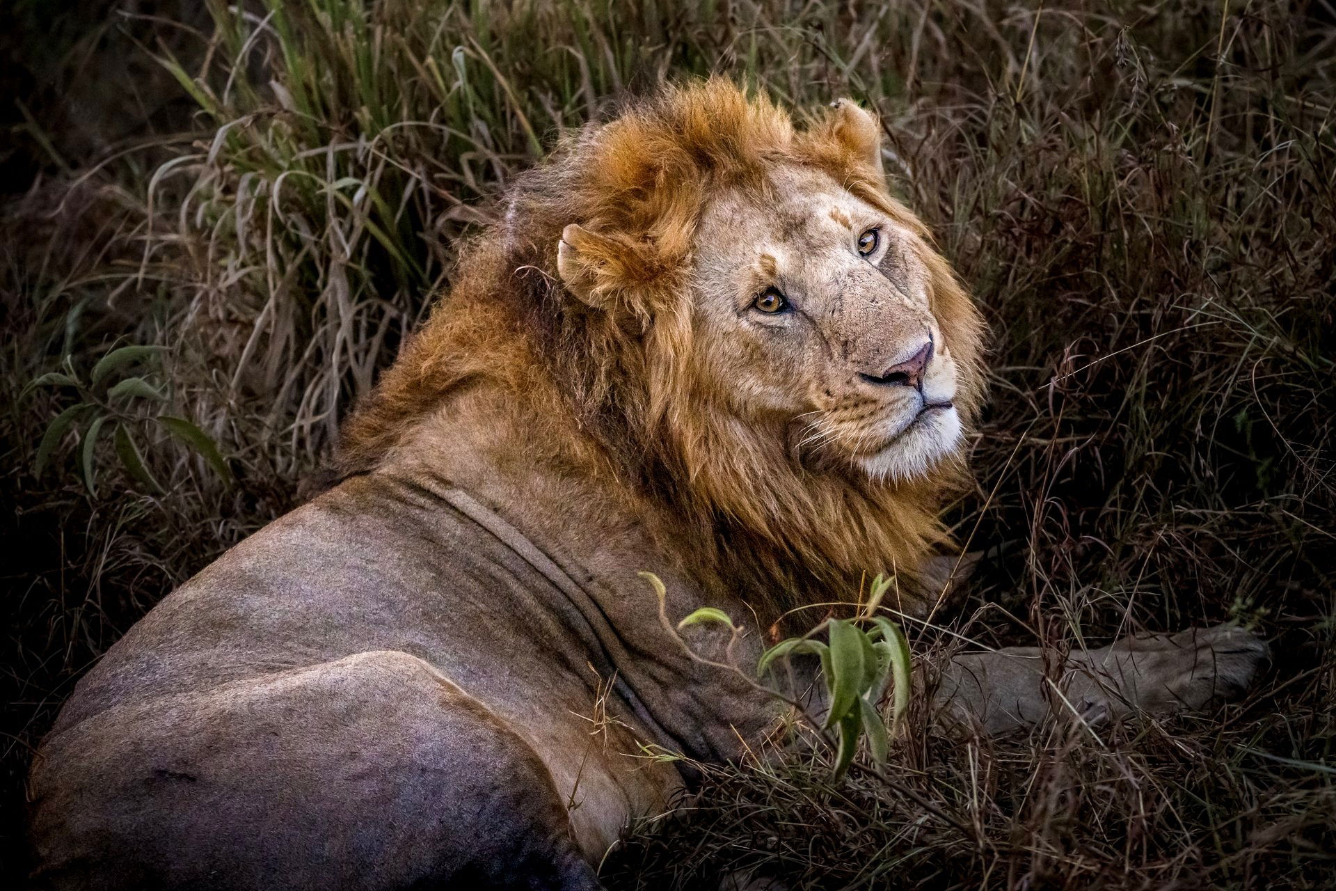 Early Morning Lion