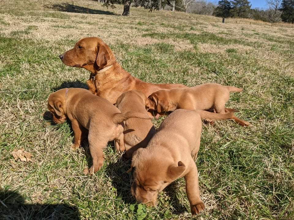 Five Weeks Old