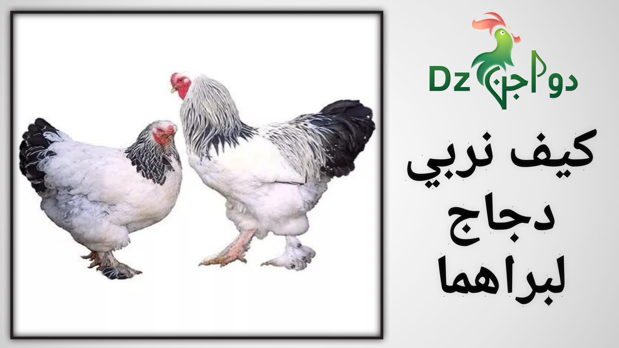 طريقة تربية دجاج لبراهما