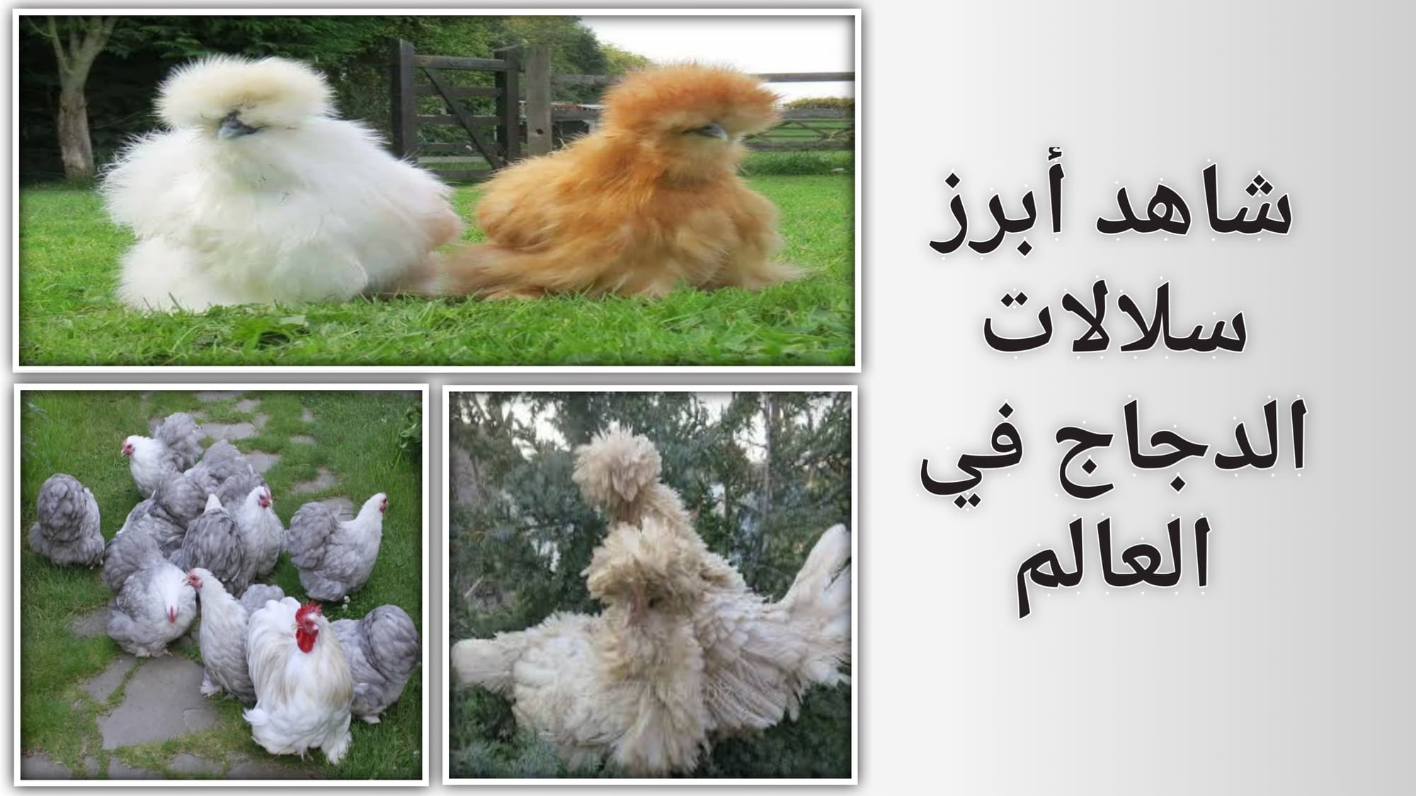 تعرف على أبرز سلالات و أنواع الدجاج في العالم | دواجن DZ