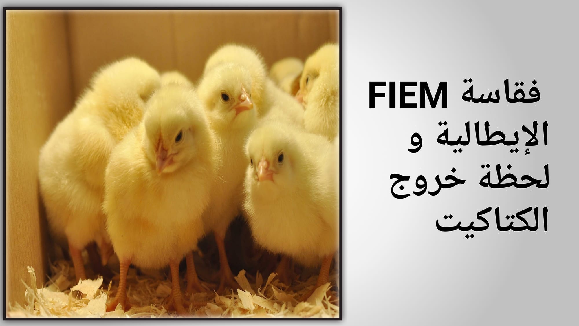 أول تجربة مع الفقاسة فيم الإيطالية و لحظة خروج الصيصان من البيض | دواجن DZ