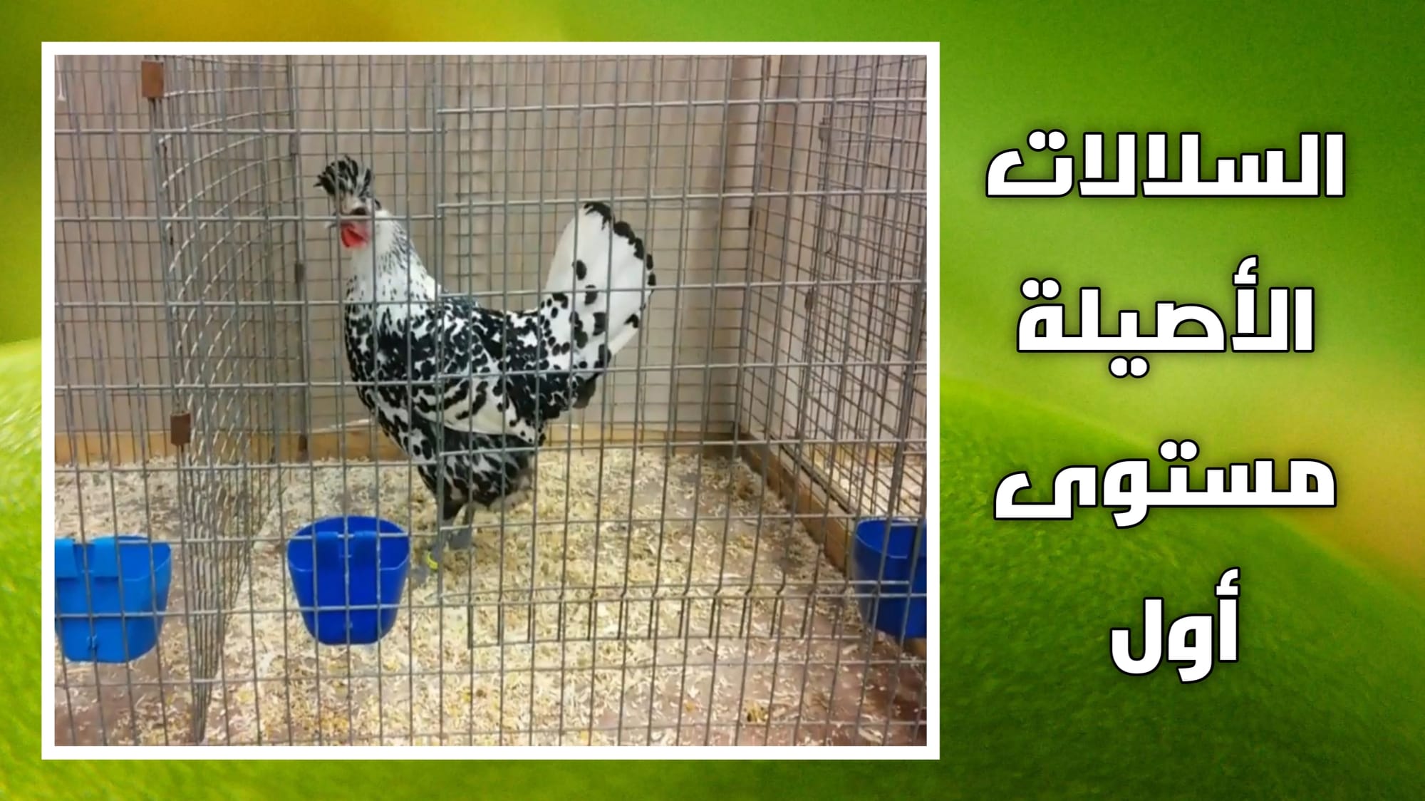 معرض ألمانيا لدجاج الزينة السلالات الأصيلة المستوى الأول