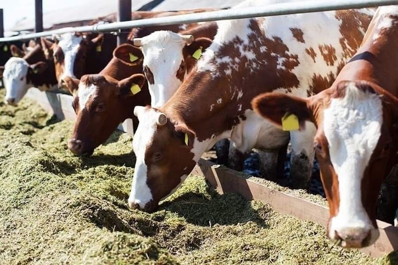 Animal Feed Ingredients