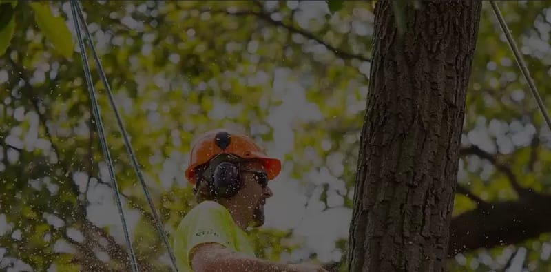 Why professional is par excellence for Your Tree Removal process?
