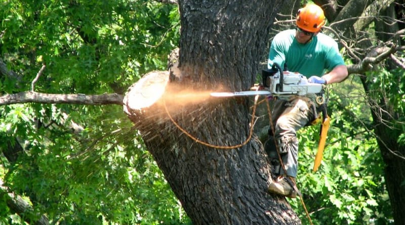 Importance and Benefits for Hiring Professional Tree Removal Services