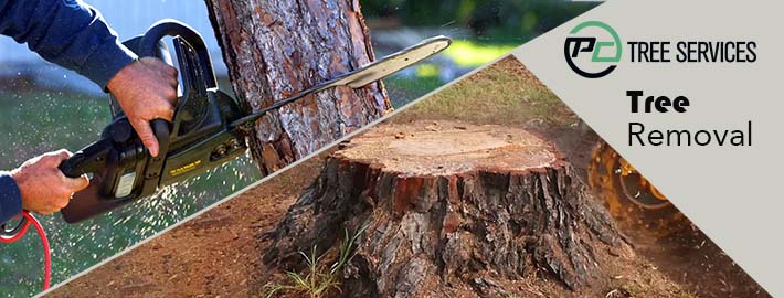 How You Get Quality Tree Removal Services With Expert Techniques?