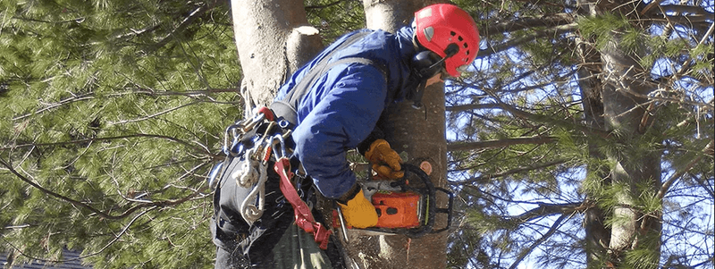 Why Hiring Tree Removal Company is beneficial for Property?