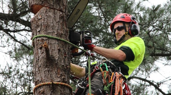 What Are Must Things For Tree Removalist And Best Methods To Remove Tree?