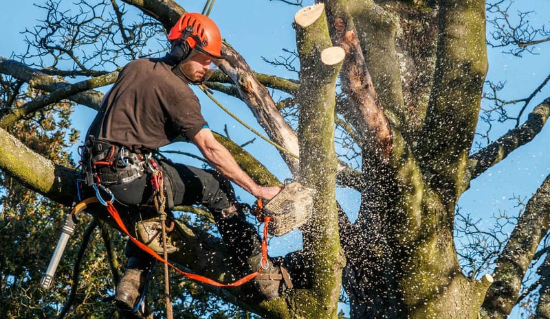 Should You Go For Stump Removal