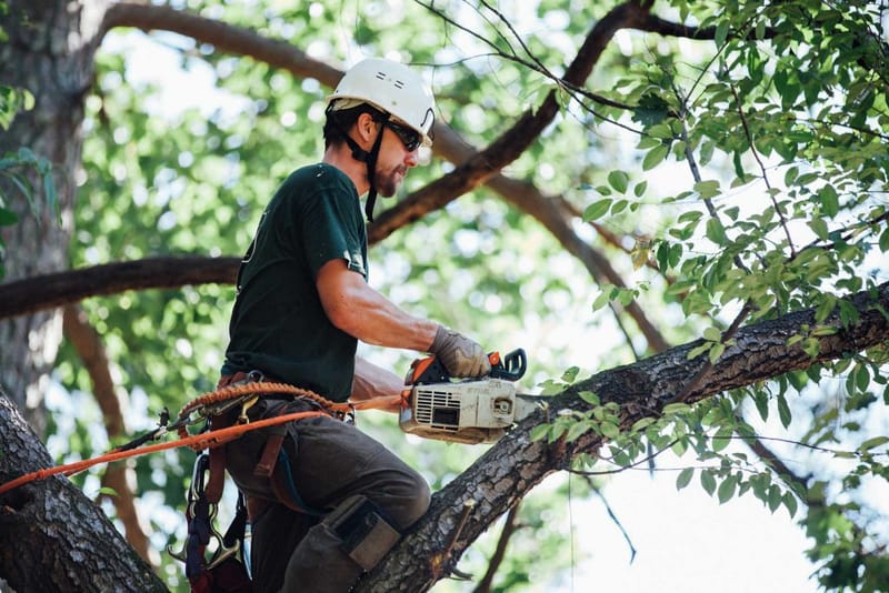 How to Select The Right Arborist Company?