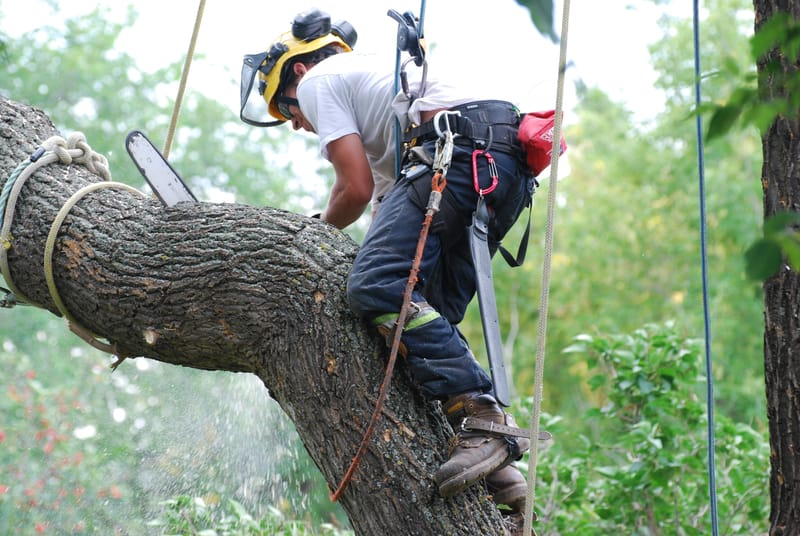 Choosing The Suitable Arborist- Know-How