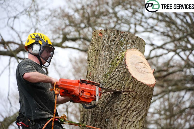 How to Find the Right Arborist for the Job?