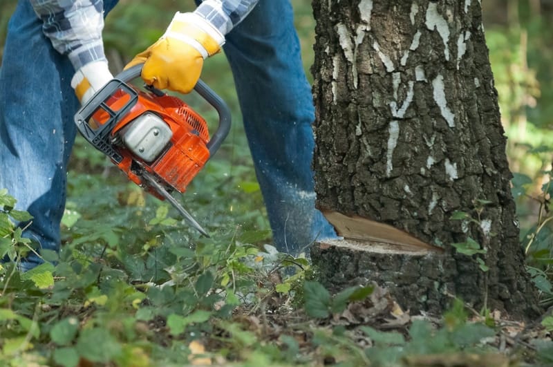 Removing a Stump Can Actually Improve the Health of the Tree