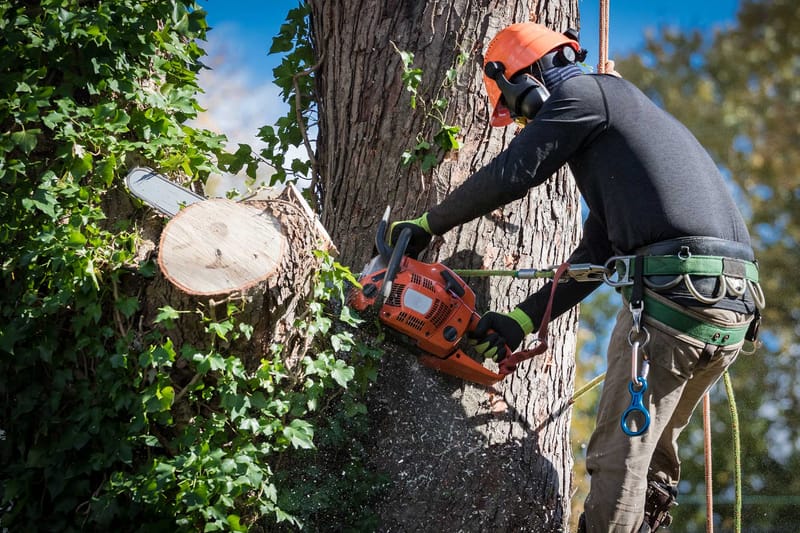 How to Choose the Right Tree Removal Service?