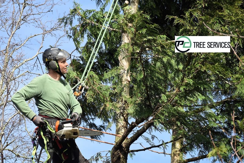 Why Would You Want To Hire Expert Tree Stump Removal Services?