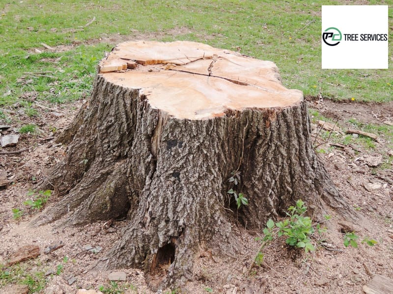 What To Do When A Tree Falls On Your Home?