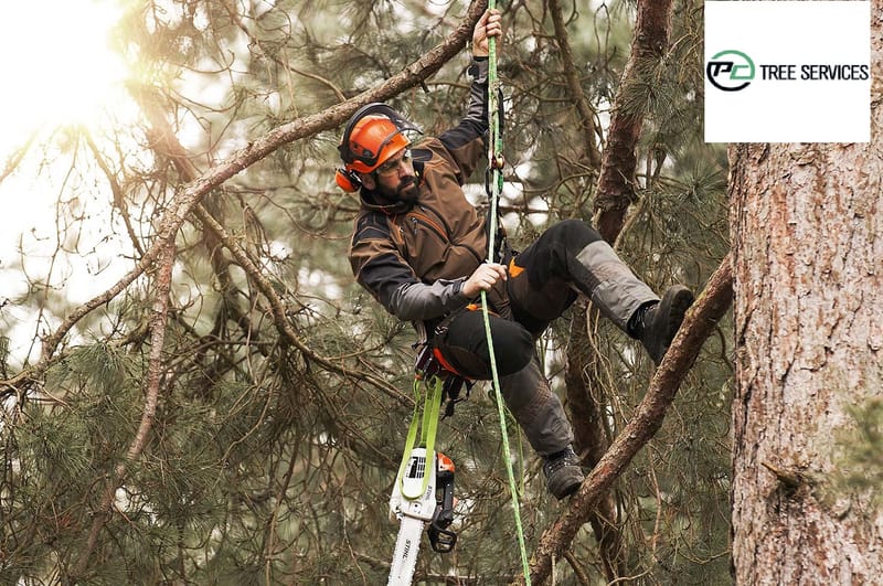 Top 5 Practical Tips And Advice While Choosing An Arborist