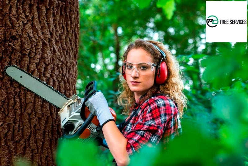 4 Justification To Employ An Arborist