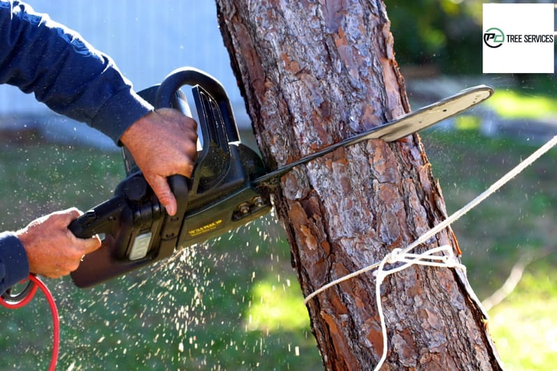 Why do Tree Stumps need To Be Removed And How Professionals Can Help?