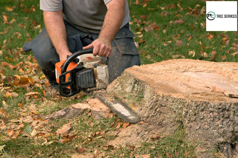 5 Reasons Why You Should Hire An Arborist