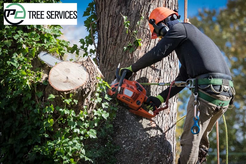 Important Tips To Note Before Hiring An Arborist