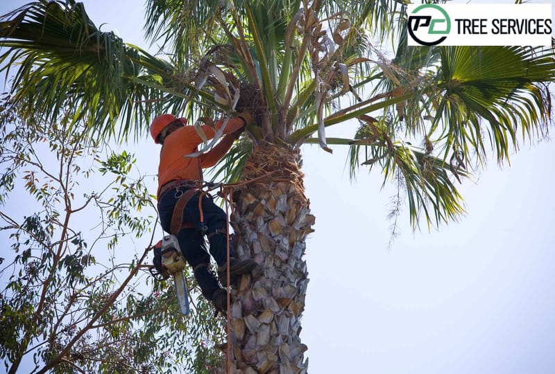 Why Use Tree Removal Services To Get Rid Of Your Dead Weight?