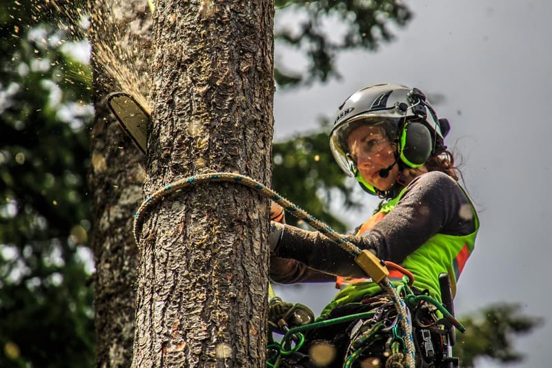 How Arborists Keep Trees Healthy In Urban Environments?