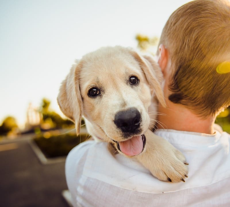 Doggy Daycare & Boarding School