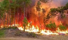 ¿CUAL ES EL SALDO QUE DEJARON LOS INCENDIOS?