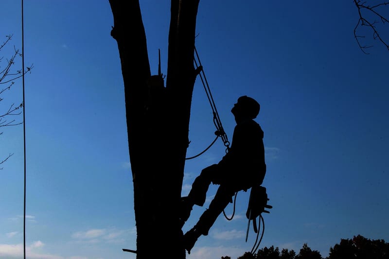 TREE SERVICE