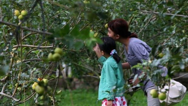 Tempat Wisata Kebun Apel di Batu, Malang