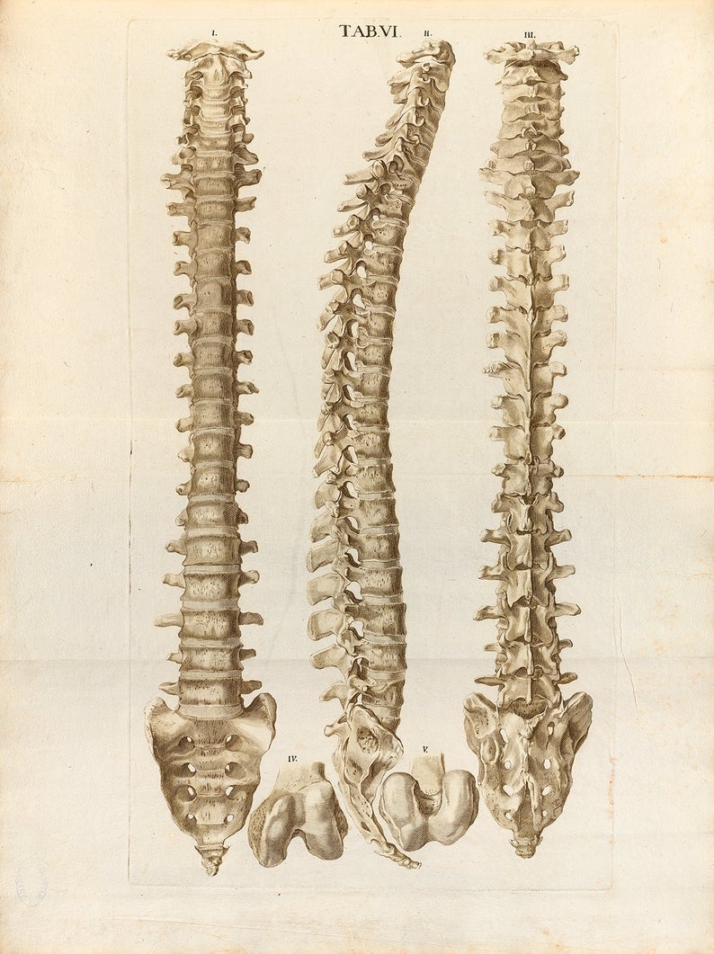 Approccio Muscolo-Scheletrico Strutturale