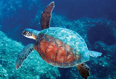 CARETTA CARETTA DENİZ KABLUMBAĞALARI image