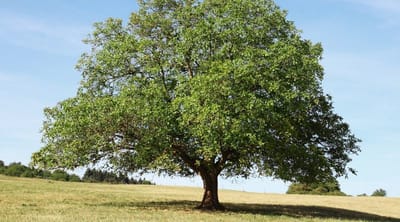 CEVİZ AĞACI image