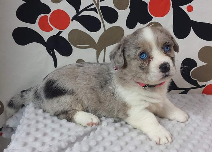 Cardigan Welsh Corgi