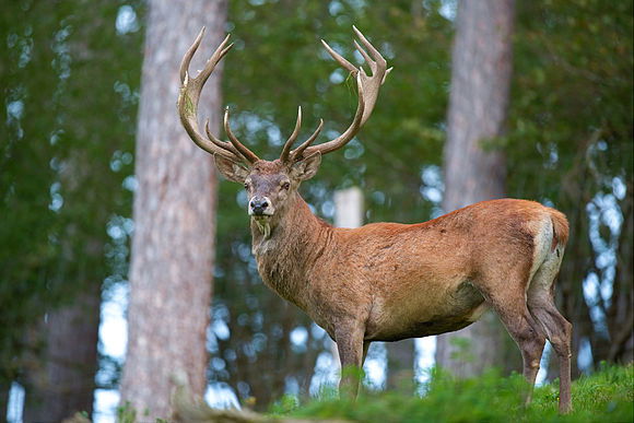 CERF - W-E de Patrouille | 30 Novembre & 1er Décembre 2019