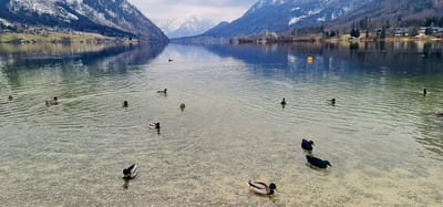 חמשוש חורפי בזלצקמרגוט