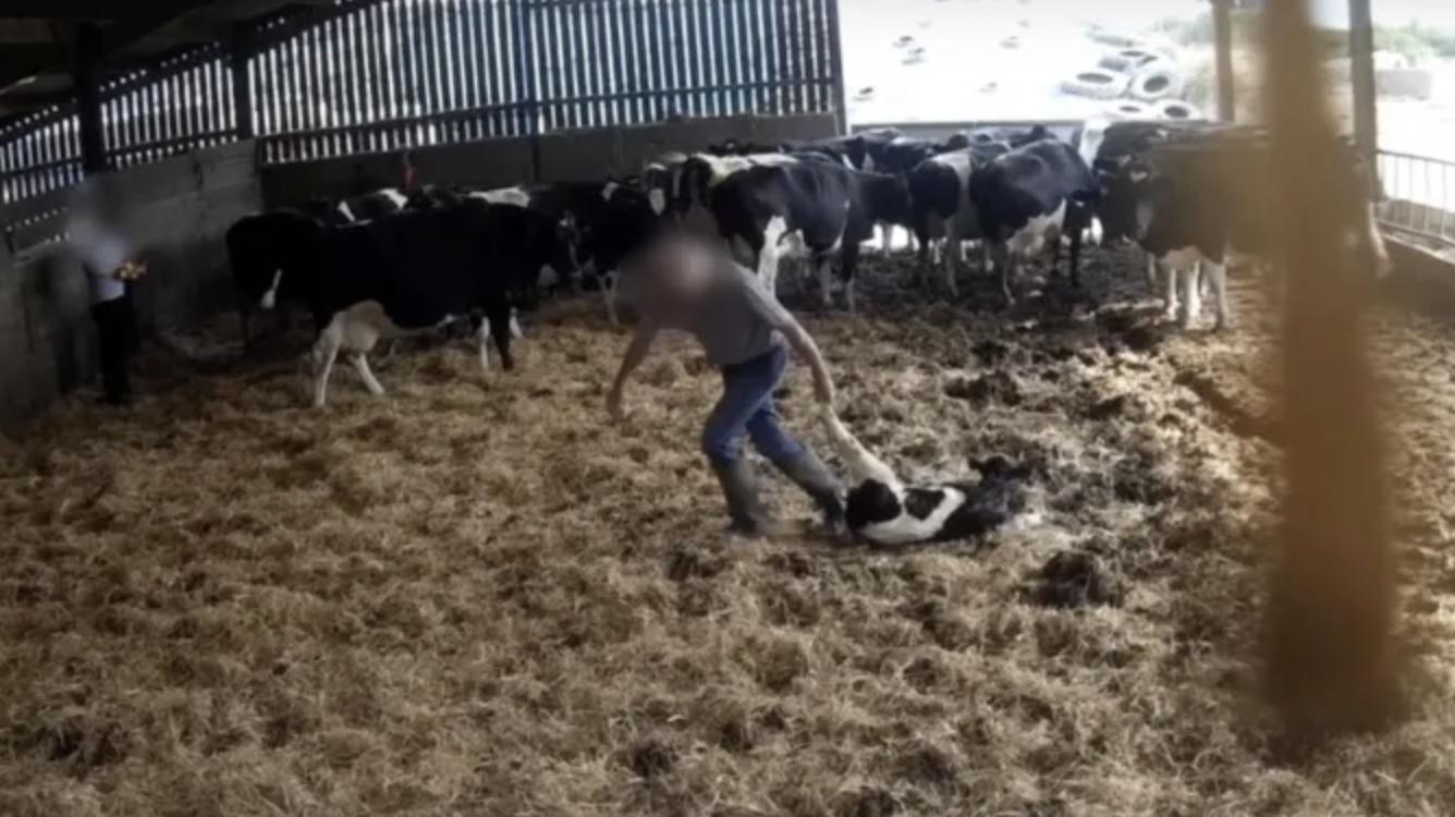 'Horrific' Footage Shows Cows And Calves Being Beaten And Kicked On Dairy Farm