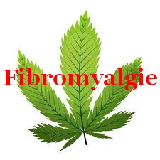 Cannabis en fibromyalgie