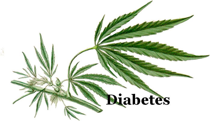 Cannabis en diabetes