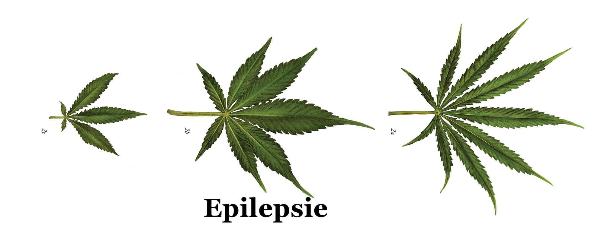 Cannabis en epilepsie