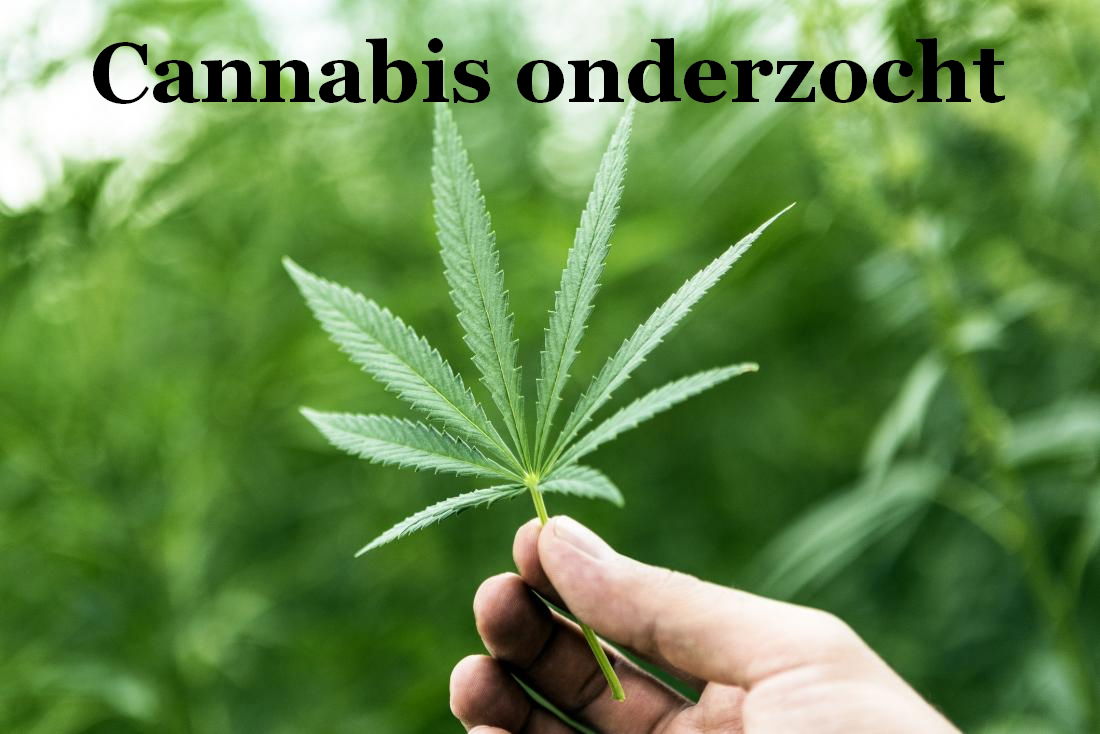 Cannabis onderzocht