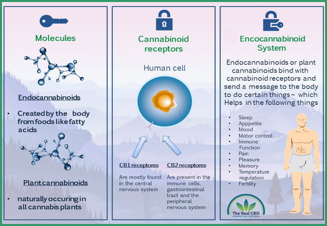 Hoe werkt CBD