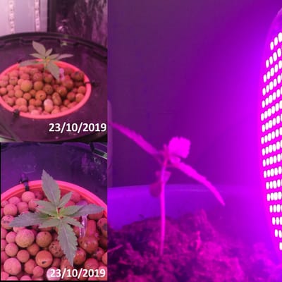 Week 2 (21/10 tot 27/10)